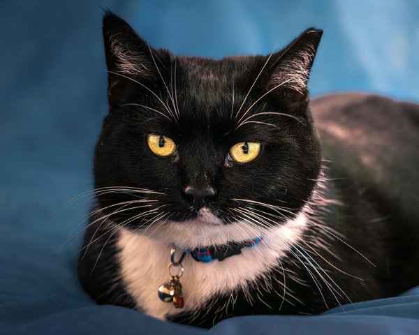 Wie beeinflusst die Sharing Economy die Nutzung von Autos?